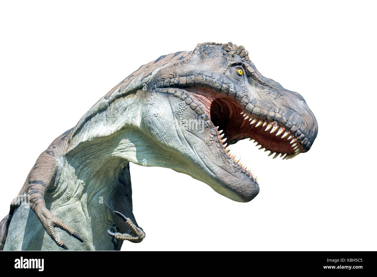 Tyrannosaurus rex isolati su sfondo bianco Foto Stock