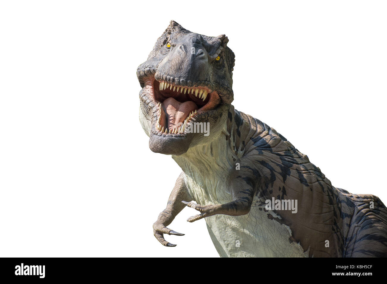 Tyrannosaurus rex isolati su sfondo bianco Foto Stock