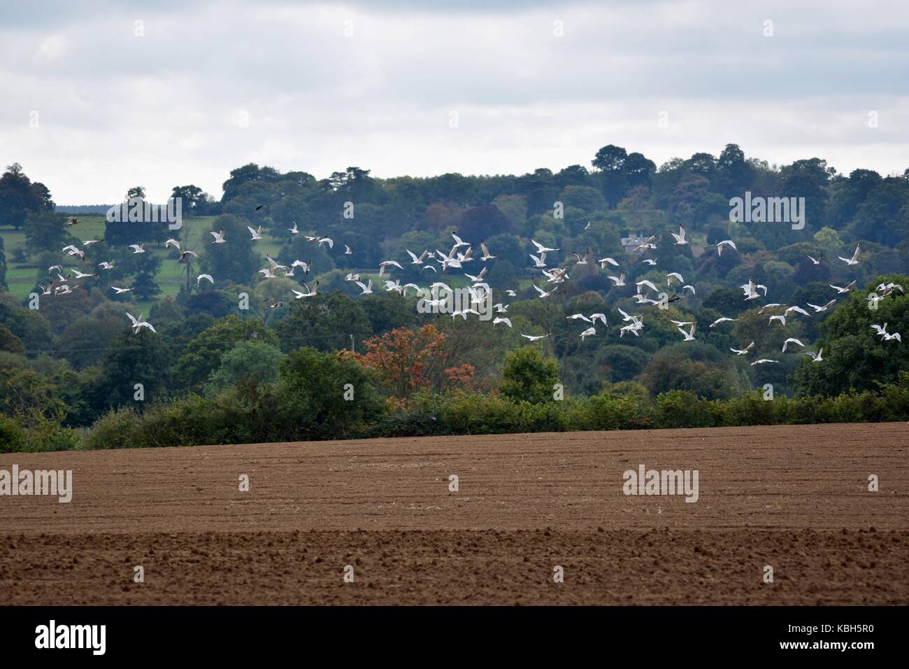 Un campo arato in una bella parte di campagna con un grande gruppo di uccelli volare. Farmland giù un vicolo tranquillo al bordo del villaggio. Foto Stock