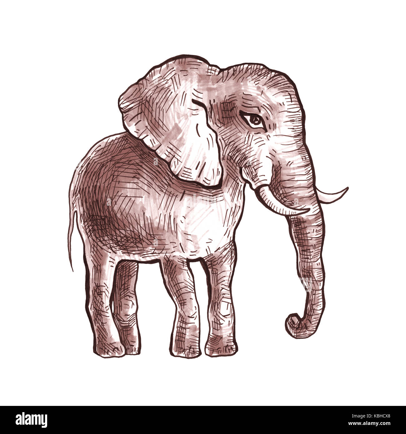 Disegnata a mano elefante. Foto Stock