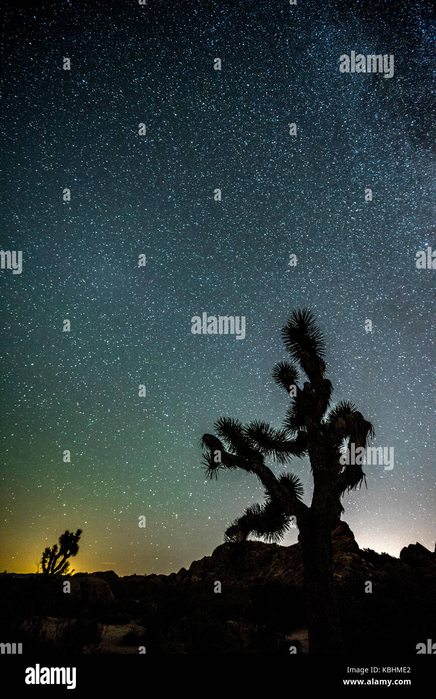 Il cielo di notte condito con migliaia di stelle che pende verticalmente su un Joshua tree a Joshua Tree National Park. Foto Stock