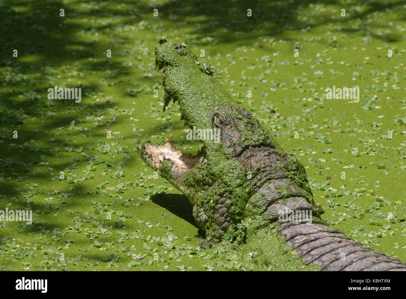 Krokodil mit offenem Maul - coccodrillo con bocca aperta Foto Stock