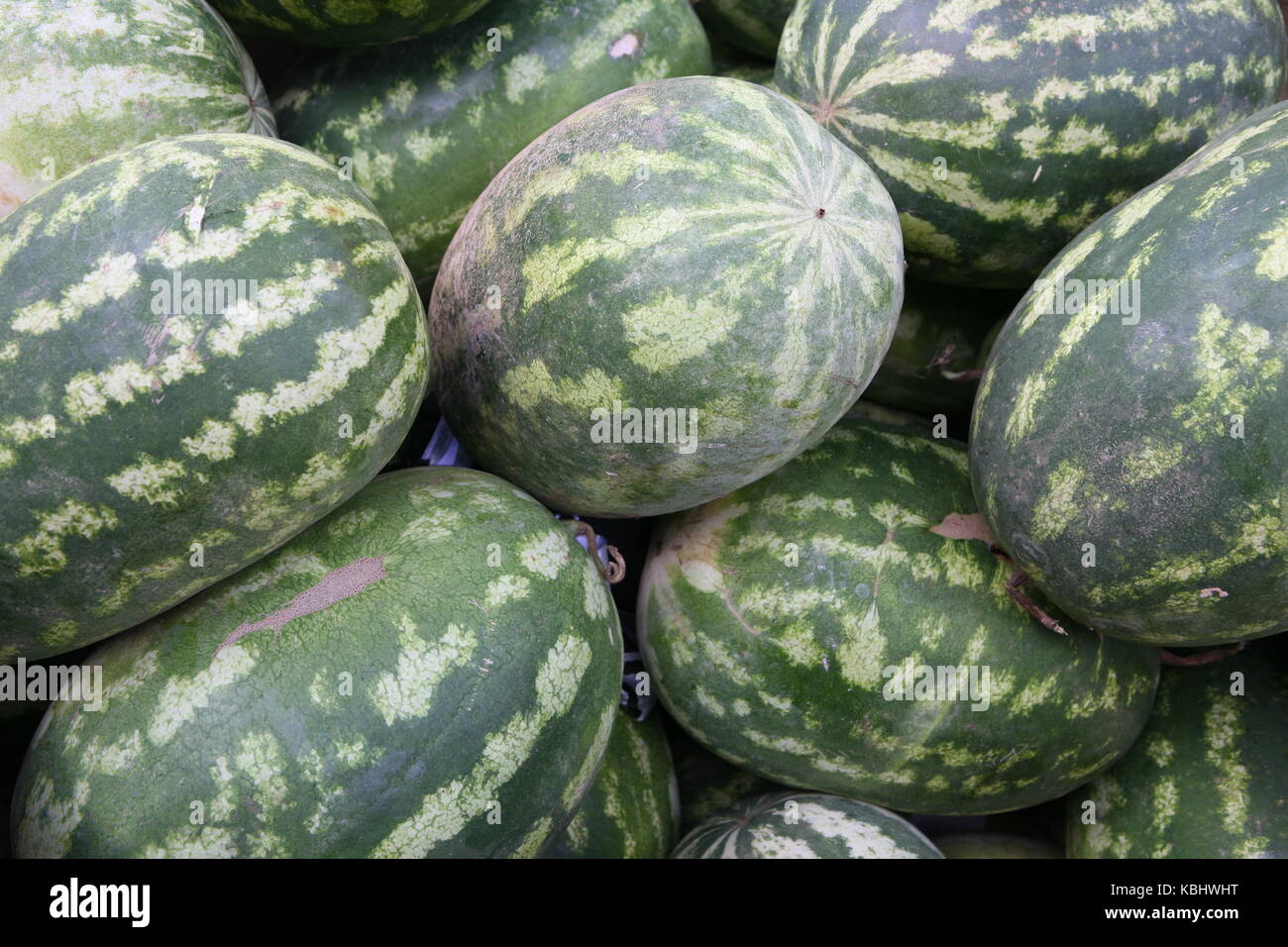 Grande Watermelone verde sul mercato Foto Stock