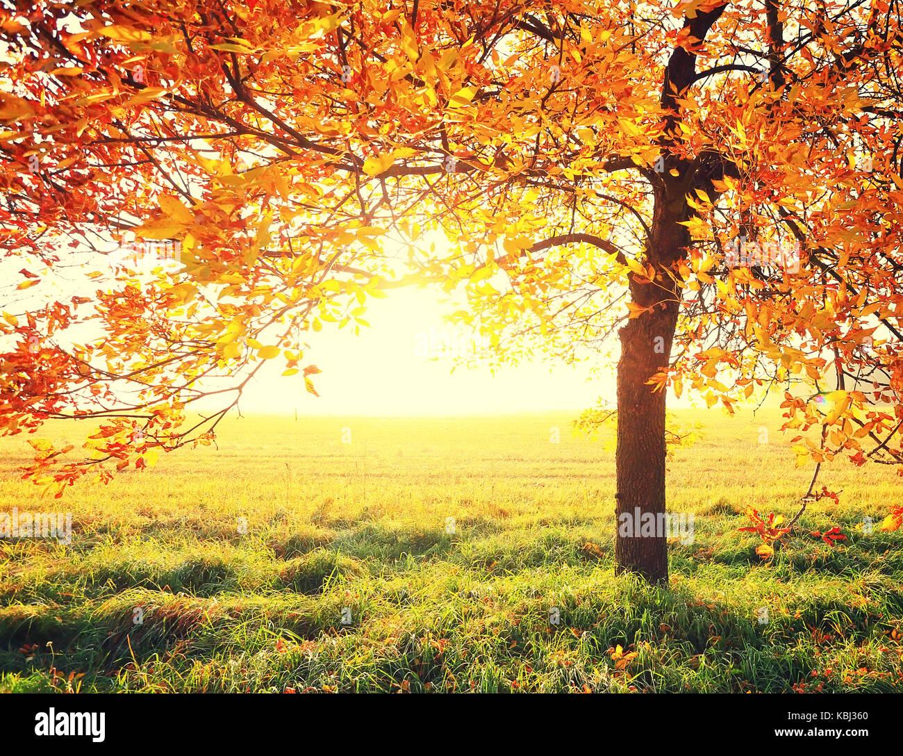Albero con foglie colorate su Rising Sun sfondo. autunno scena naturale. autunno magnifico sfondo. Foto Stock