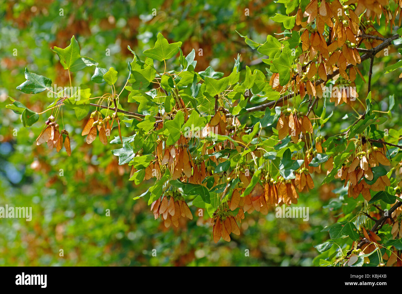 Questo è Acer monspessulanum, la Montpelier mapl, famiglia Sapudaceae Foto Stock