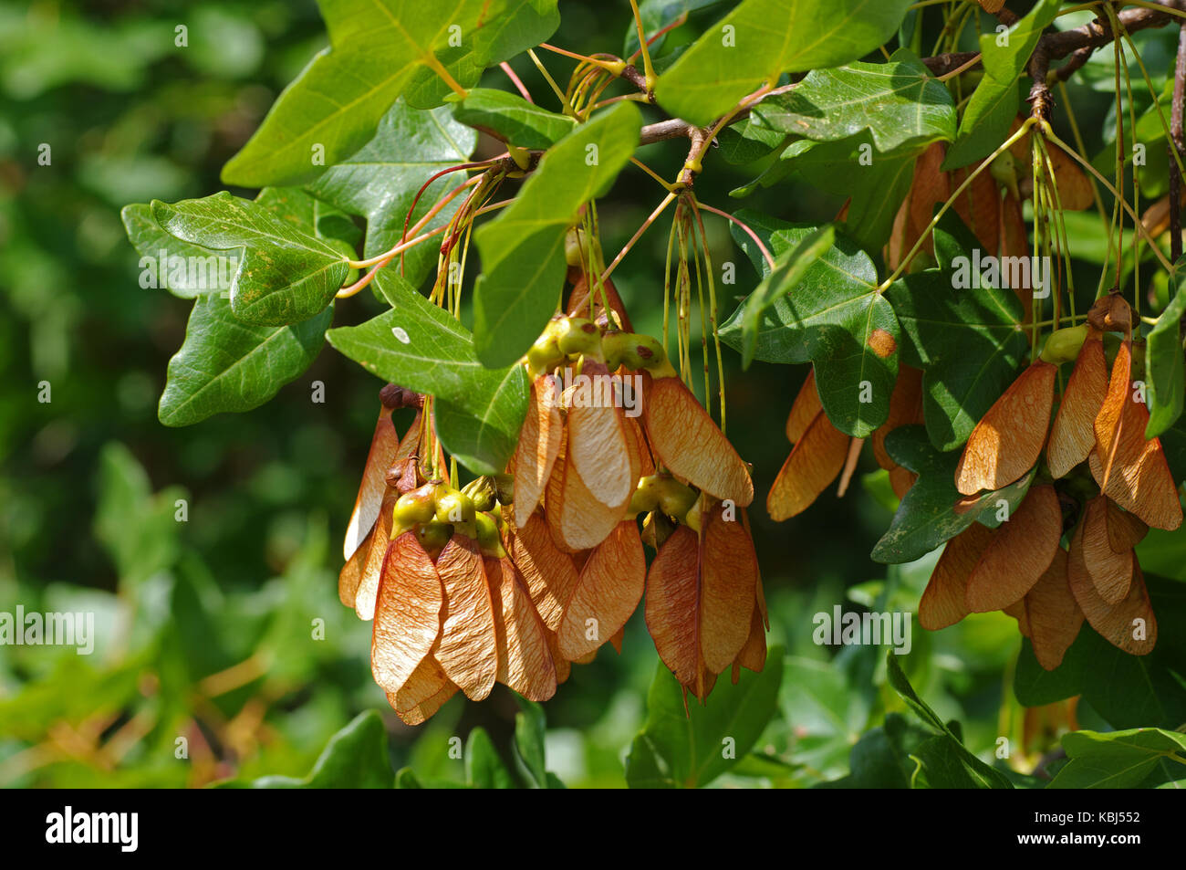 Questo è Acer monspessulanum, la Montpelier mapl, famiglia Sapudaceae Foto Stock