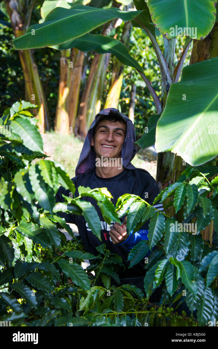 La selezione di caffè o cafetero alla Hacienda Venecia azienda di caffè, Manizales (Colombia) Foto Stock