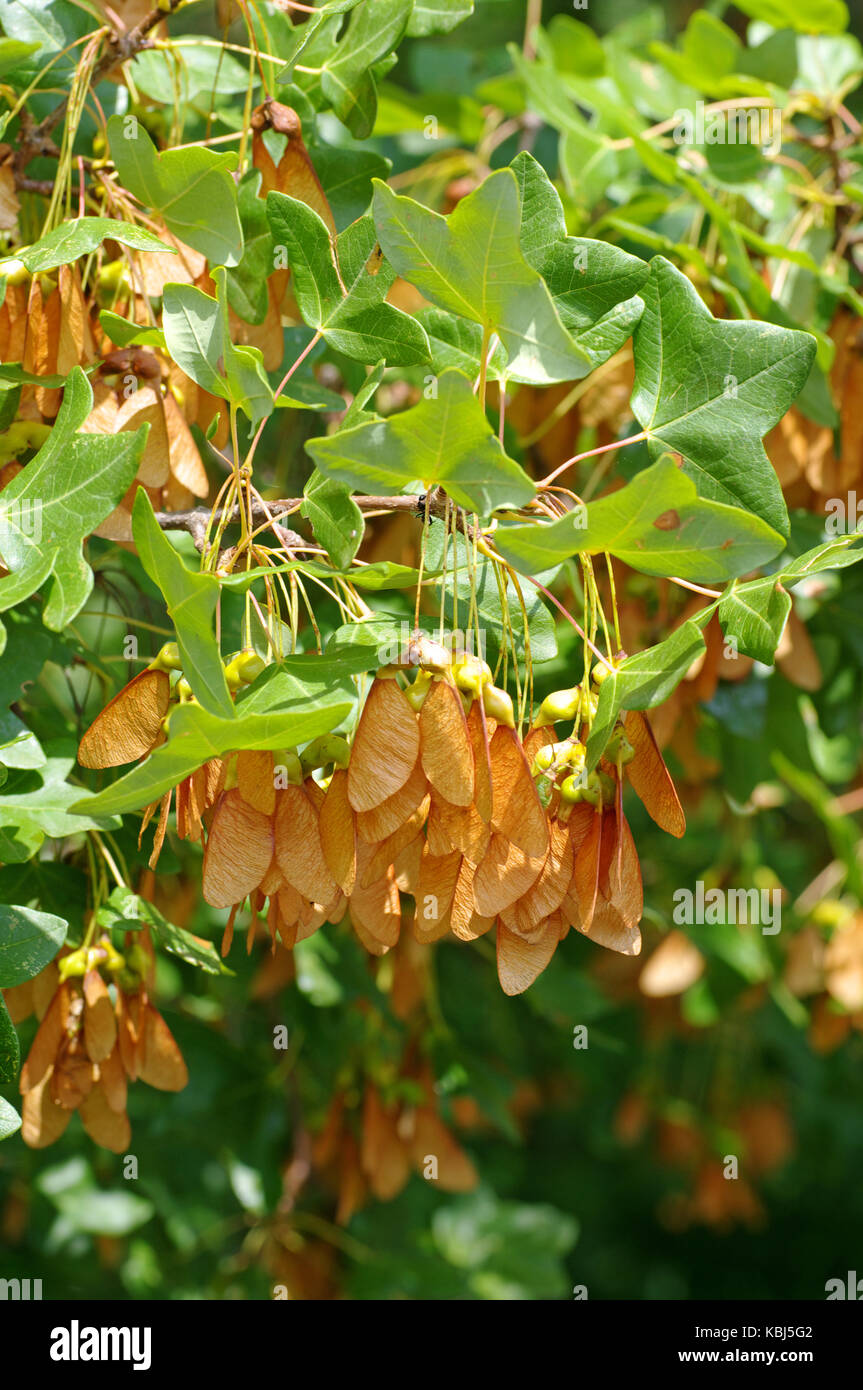 Questo è Acer monspessulanum, la Montpelier mapl, famiglia Sapudaceae Foto Stock