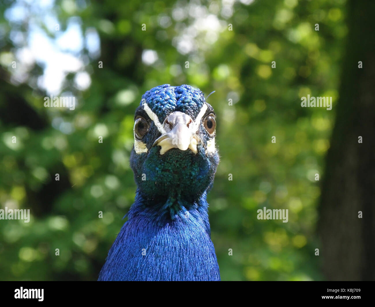 Testa di pavone con sguardo arrabbiato. Foto Stock