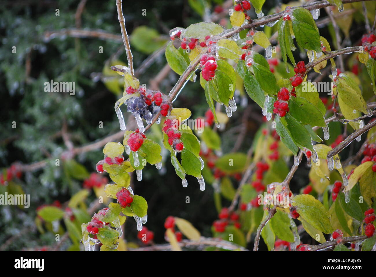 Zucche, uno spaventapasseri faccia, texas tempesta di ghiaccio,giardino menorah con polvere di neve. Foto Stock