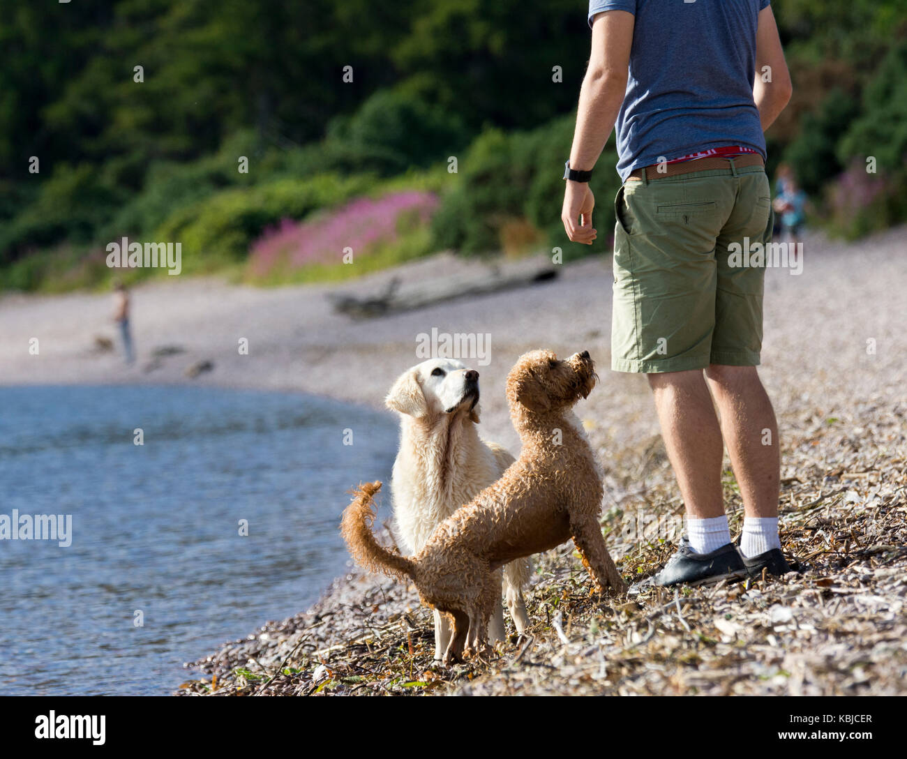 I cani in attesa per il proprietario di buttare palla in acqua Foto Stock