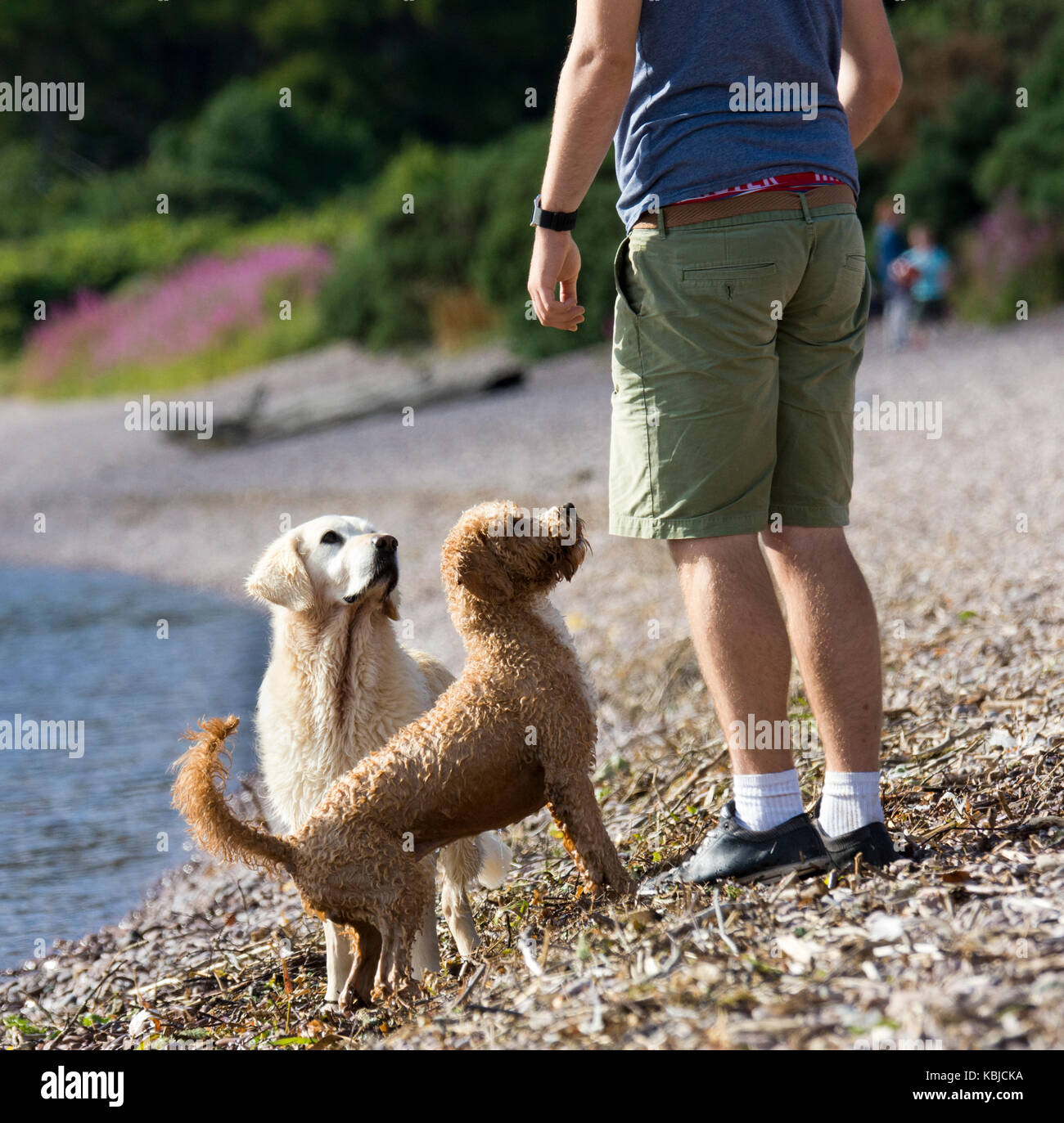 I cani in attesa per il proprietario di buttare palla in acqua Foto Stock