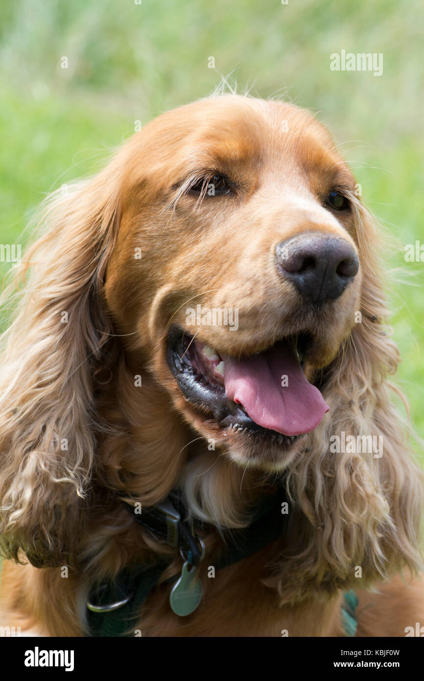 Ritratto di sprocker Foto Stock