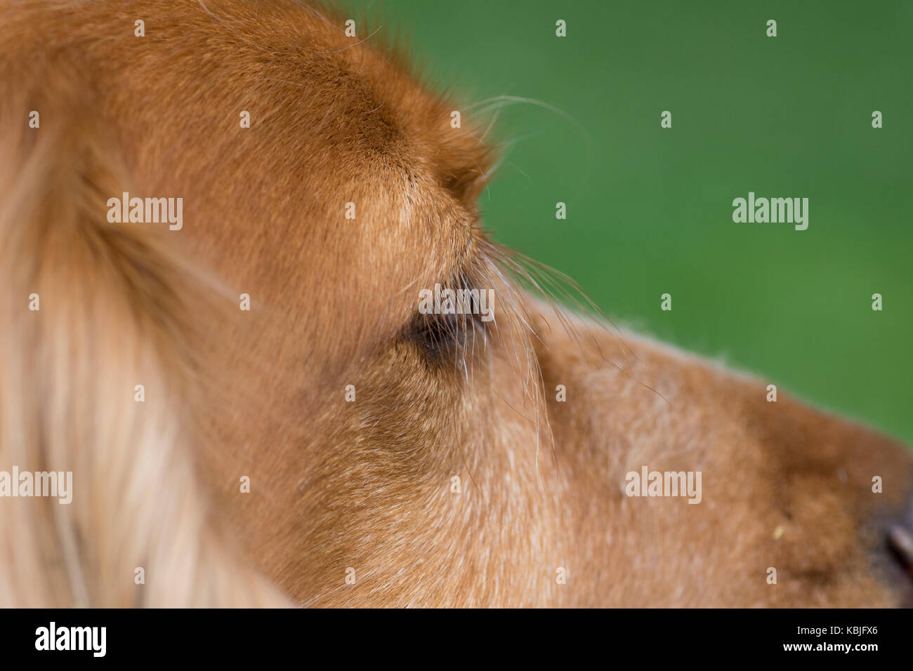 Cane sprocker Foto Stock