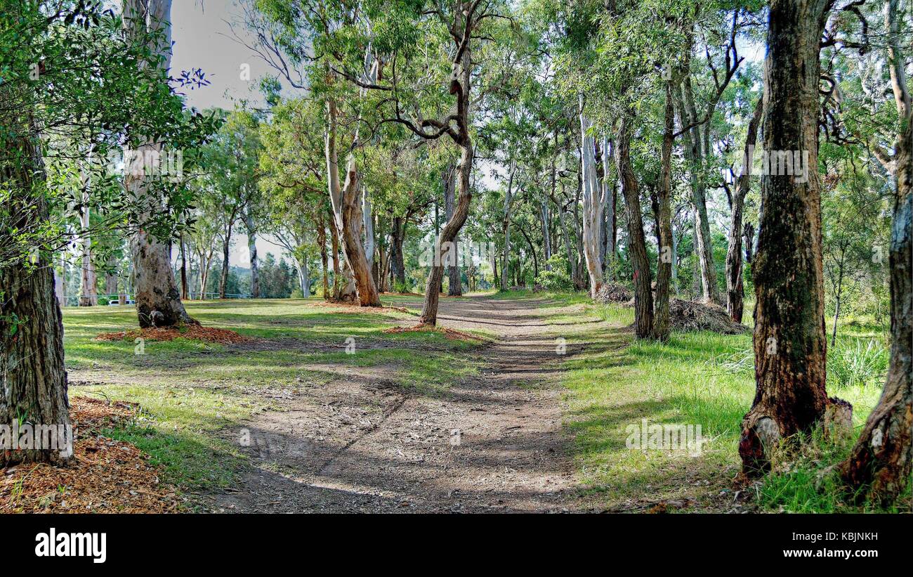 Hill Top e la natura a piedi tra australiano di alberi di gomma con una delicata luce del sole cadere sull'erba verde confinante con la foglia disseminata di sporco percorso di paese che w Foto Stock