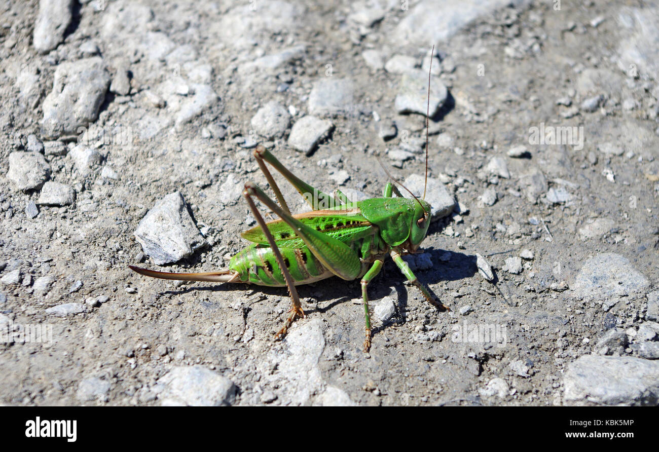 Un verde locusta o grasshopper nelle Alpi in Francia Foto Stock