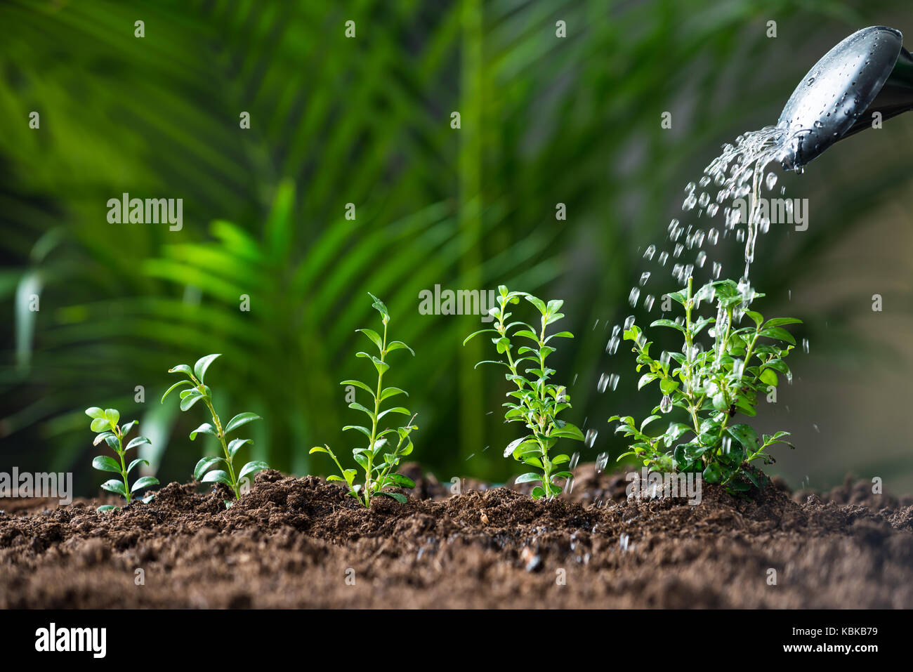 Primo piano dell'acqua versata su piante da annaffiatoio Foto Stock