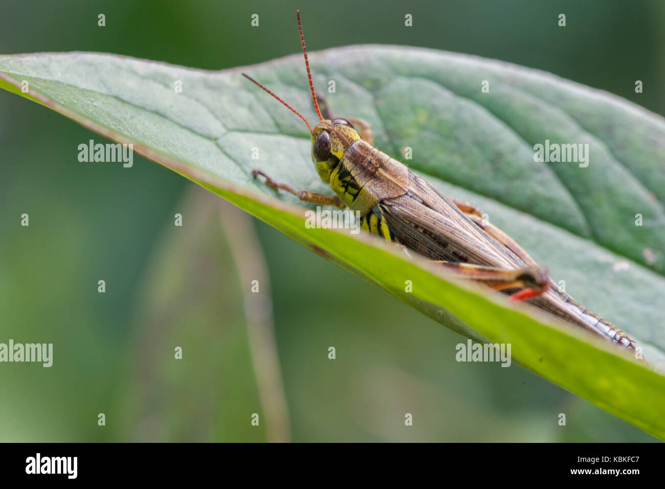 Red-Legged Grasshopper su una foglia Foto Stock