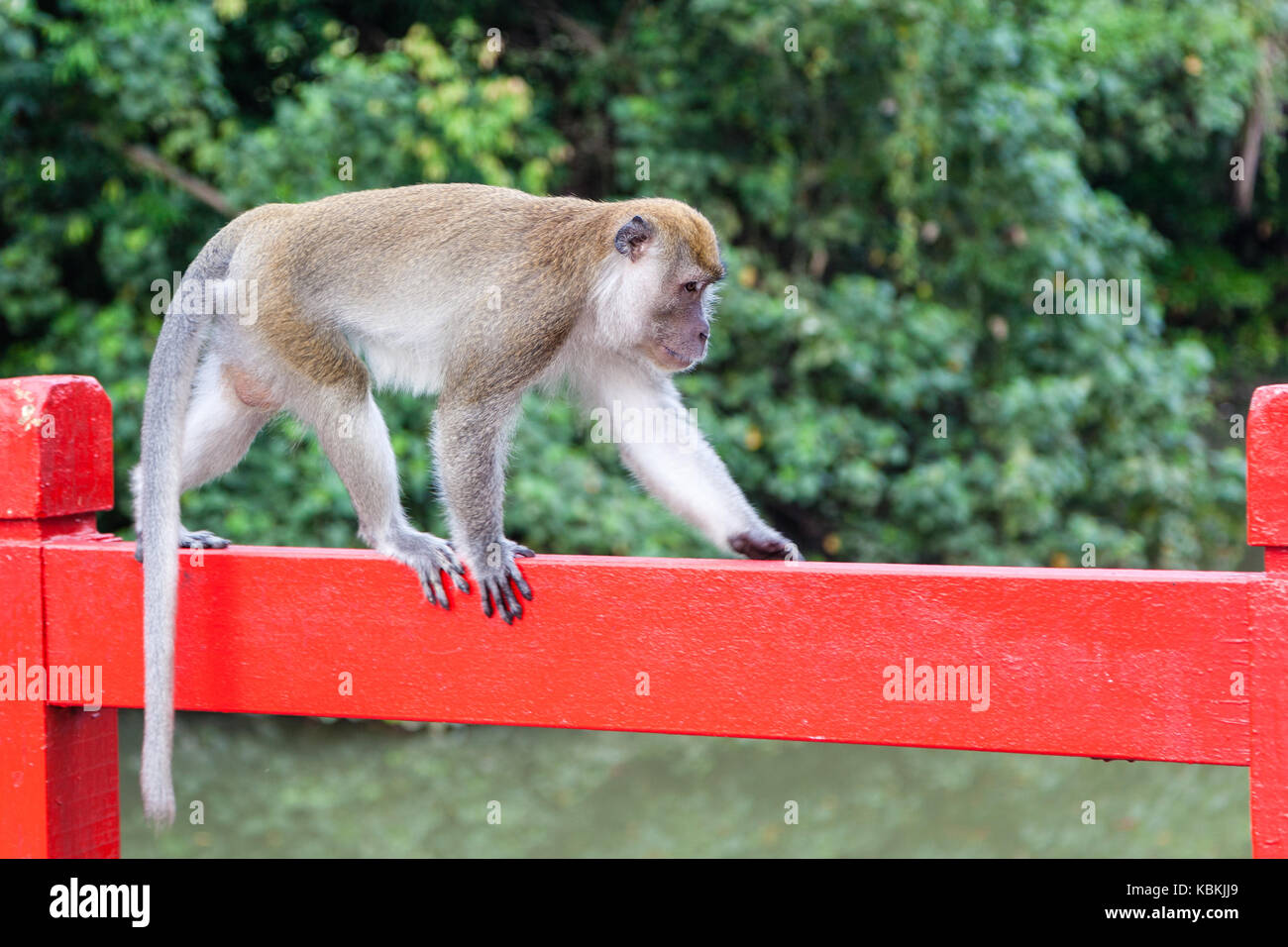 Un selvaggio di lunga coda Macaque visto vicino jurong lago. è il solo comunemente visto specie di scimmia in Singapore e la maggior parte di loro abita sulle frange di Foto Stock