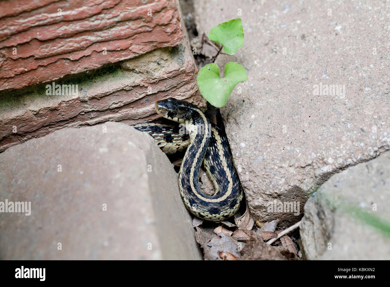 Giovani comuni serpente giarrettiera, aka orientale serpente giarrettiera, (Thamnophis sirtalis sirtalis) nasconde tra mattoni - Virginia STATI UNITI D'AMERICA Foto Stock
