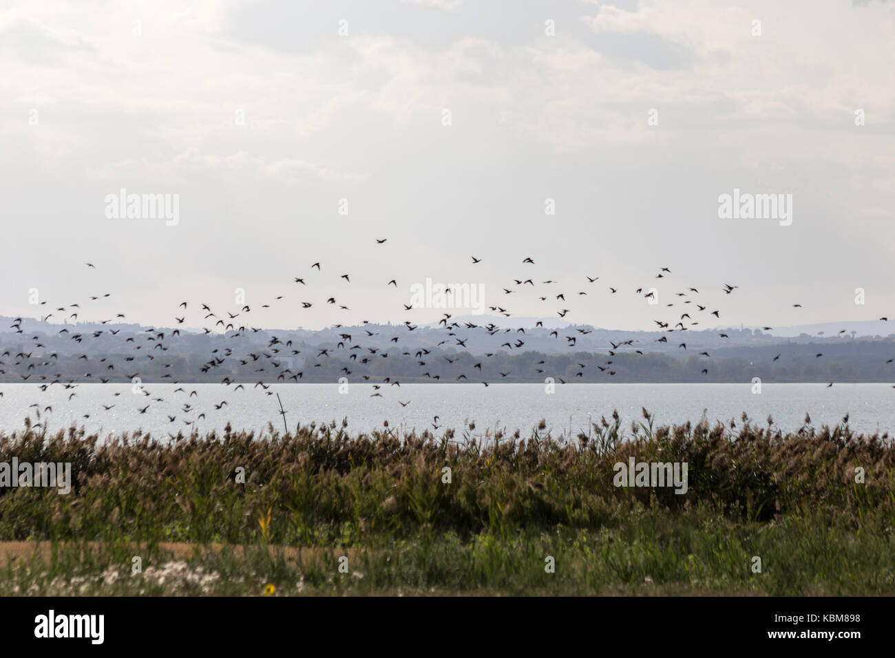 Uno stormo di uccelli che vola su un lago, con piante e vegetazione in primo piano e lontane colline in primo piano Foto Stock