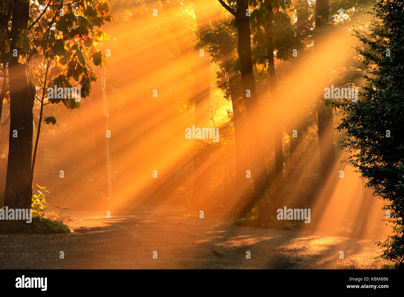 Mattina di scena a musashino foresta in niiza città saitama Giappone Foto Stock