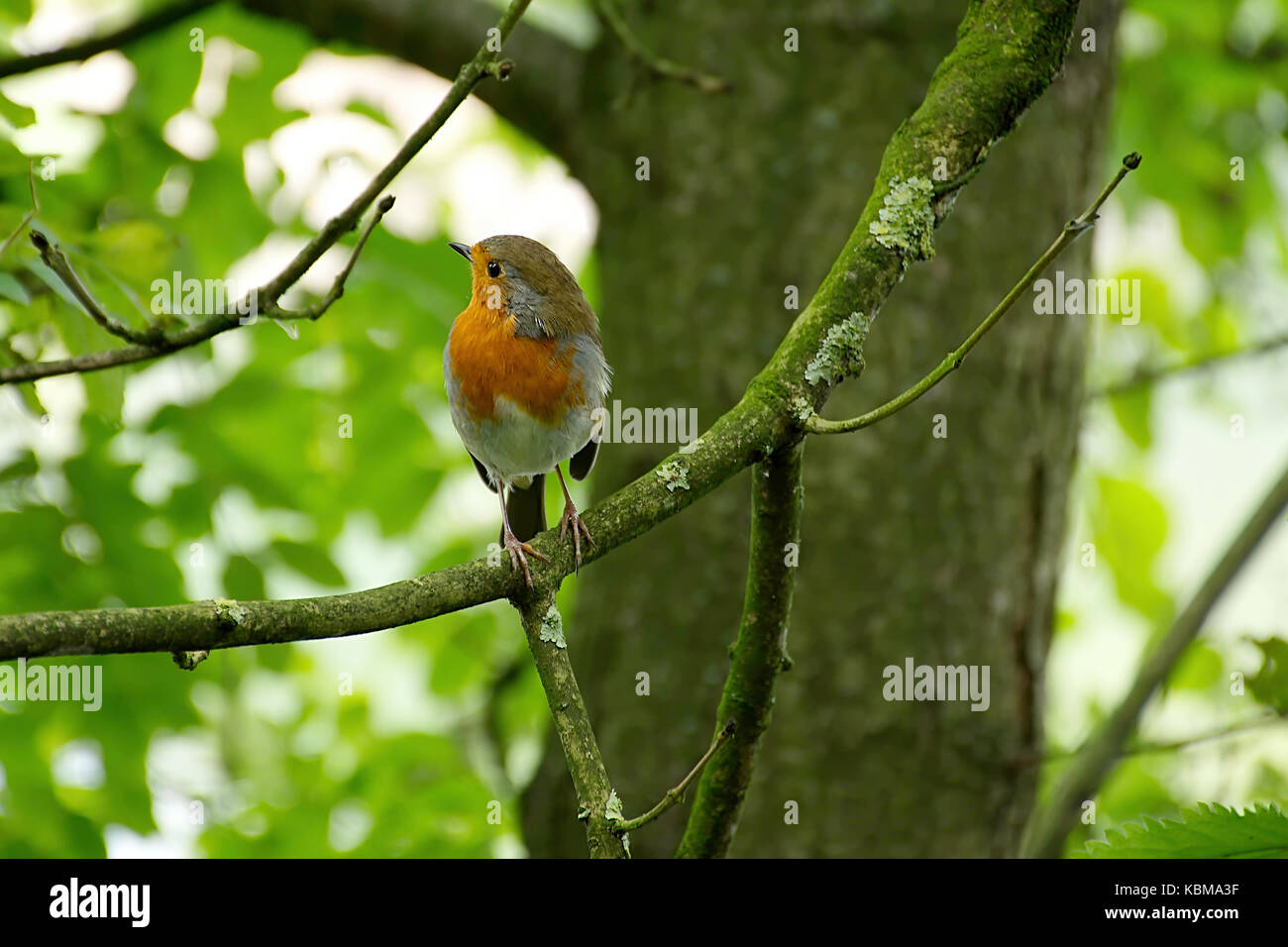 Unione robin, Erithacus rubecula,seduto sul ramo di albero con la testa girata verso destra.Westport lago riserva naturale vicino a Stoke on Trent, Regno Unito. Foto Stock