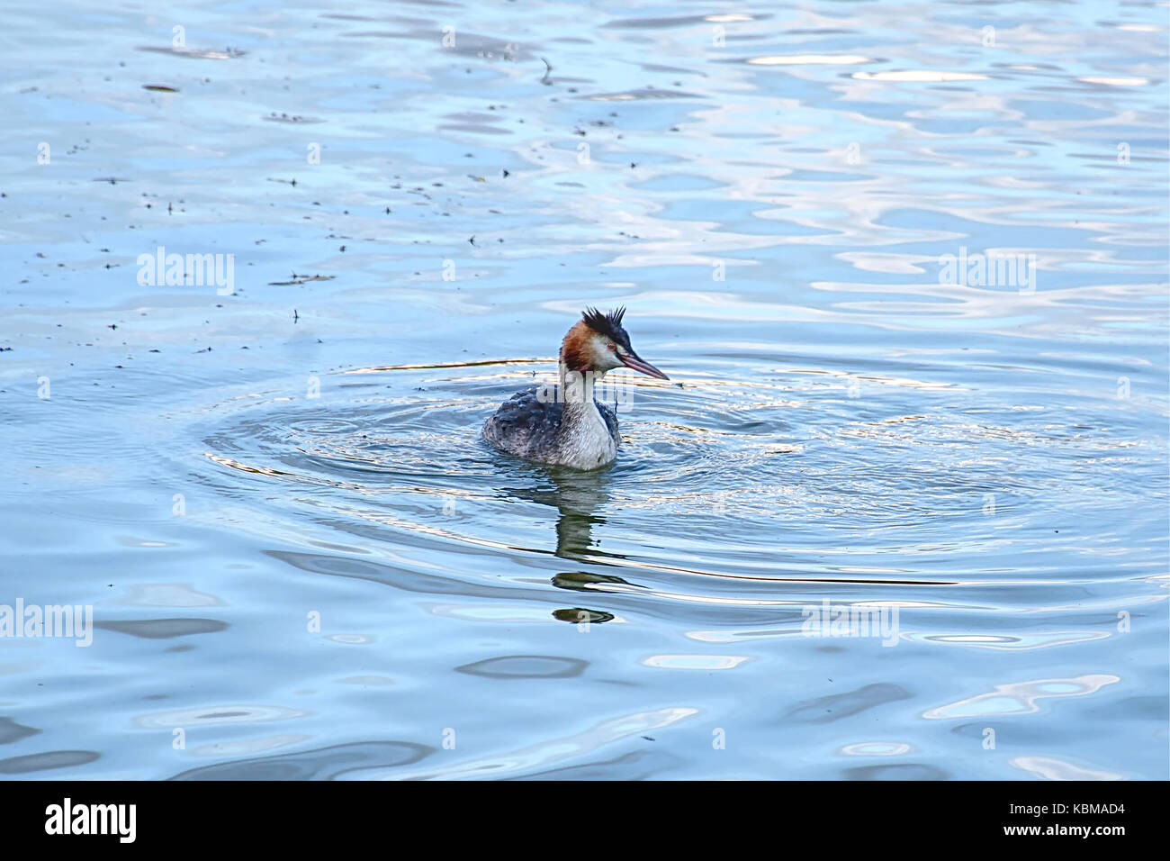 Svasso maggiore,Podiceps cristatus,galleggianti sulla superficie del lago prima del tramonto.Westport lago riserva di uccelli vicino a Stoke on Trent, Regno Unito. Foto Stock