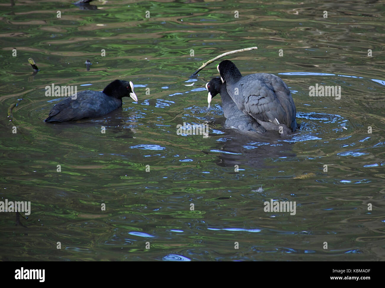L'accoppiamento folaghe in Westport lago riserva naturale vicino a Stoke on Trent, Regno Unito.il comportamento degli uccelli. Foto Stock