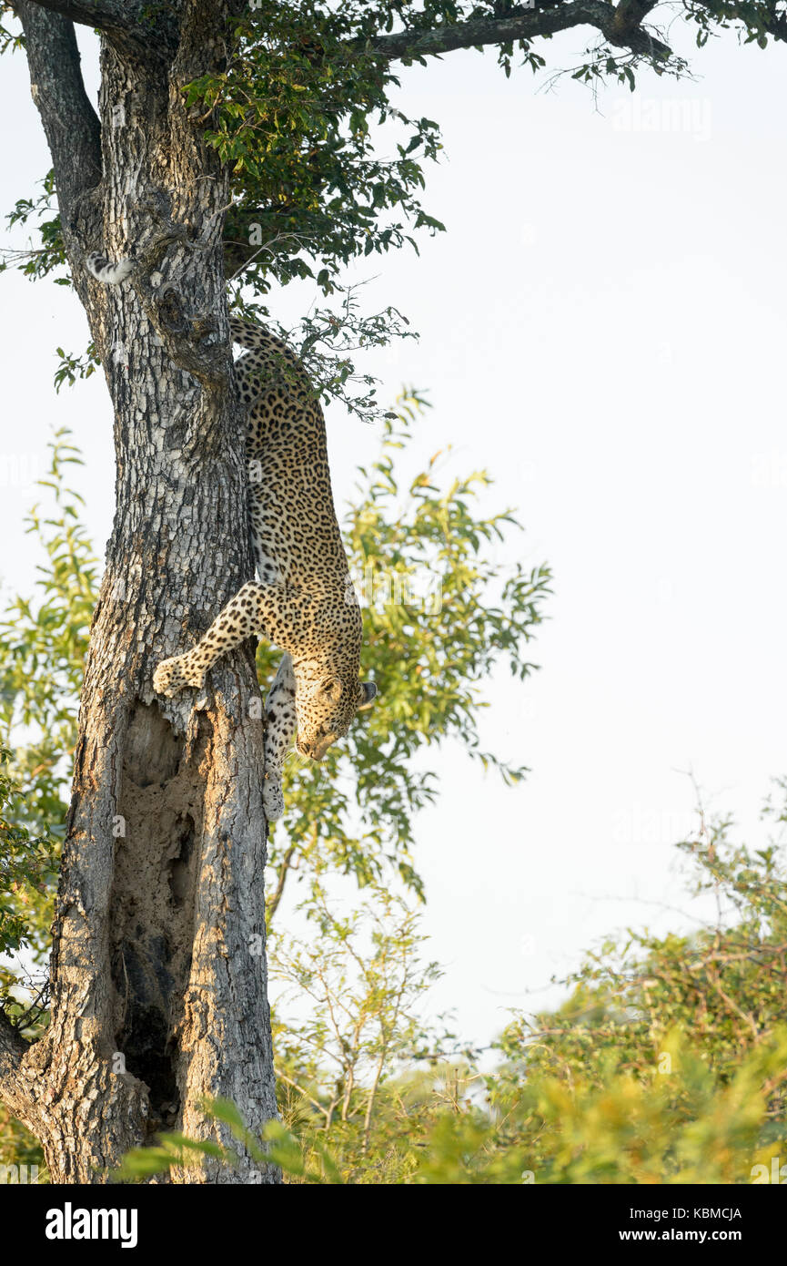 Leopard (panthera pardus), scendendo da un albero, il parco nazionale Kruger, sud africa. Foto Stock