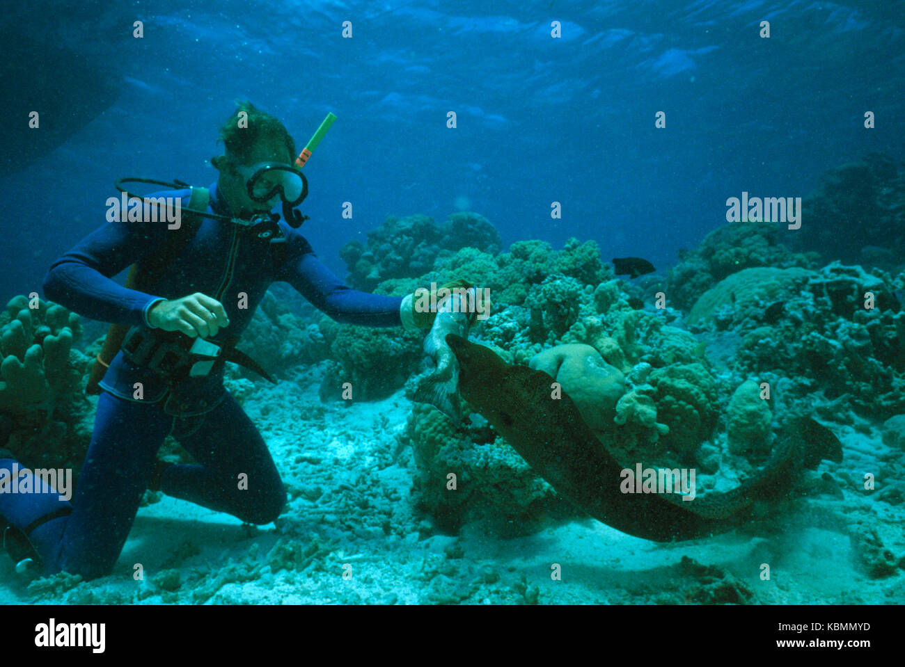 Murena Gigante (gymnothorax javanicus), lunghezza 2 m, essendo alimentato dal subacqueo. ribbon reef, Great Barrier Reef Marine Park, Queensland, Australia Foto Stock