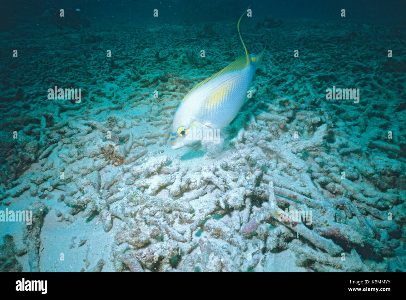 Orata monogrammata (Sculopsis monogramma), alla ricerca di vermi di polichete, molluschi, crostacei o piccoli pesci sul fondo dell'oceano. Foto Stock