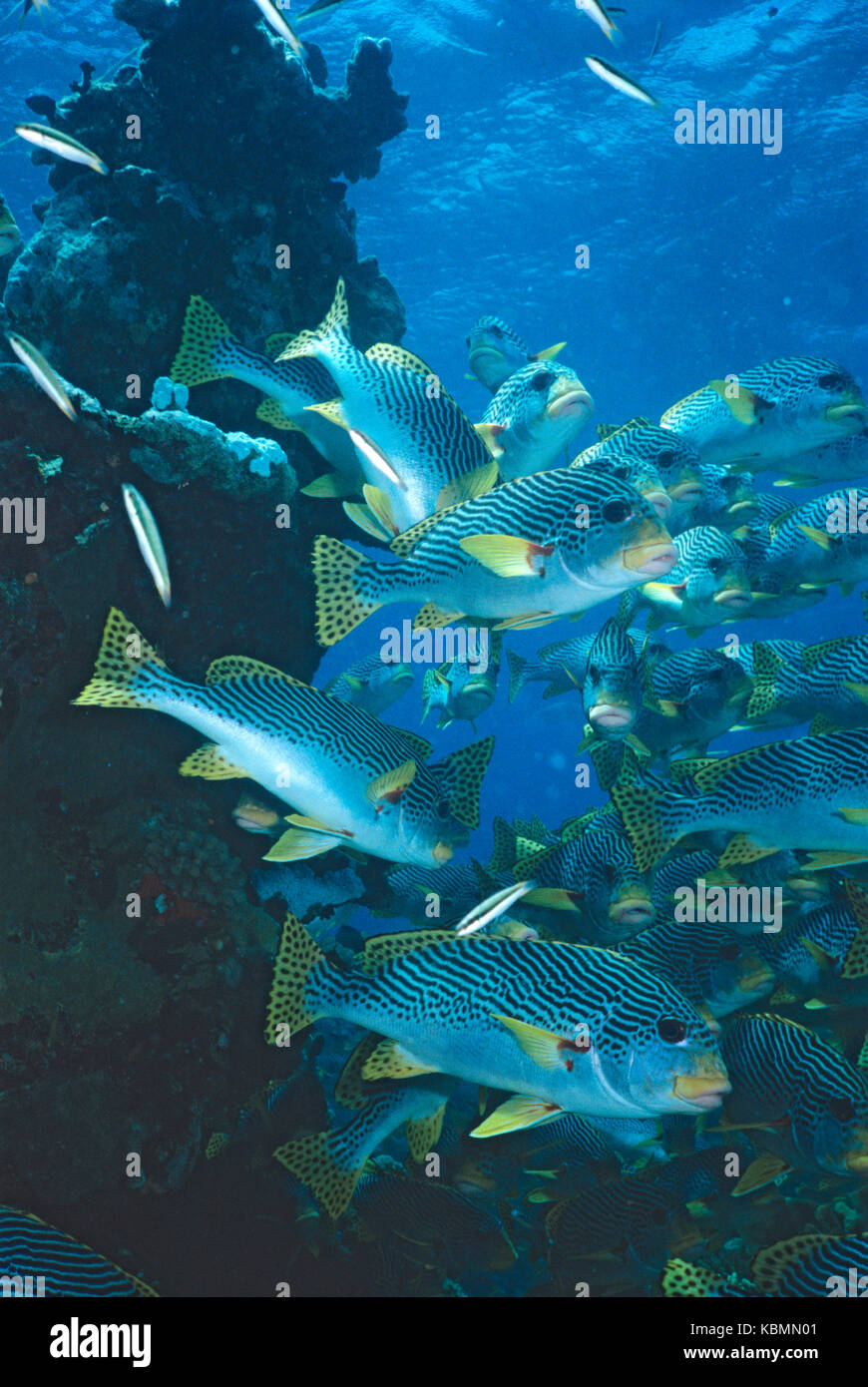 Goldman's sweetlips (plectorhinchus lineatus), grande scuola nuoto oltre il reef. nord del Great Barrier Reef Marine Park, Queensland, Australia Foto Stock