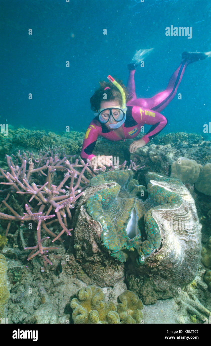 Snorkeller osservando la vongola gigante (Tridacna gigas), Great Barrier Reef Marine Park, Queensland, Australia Foto Stock