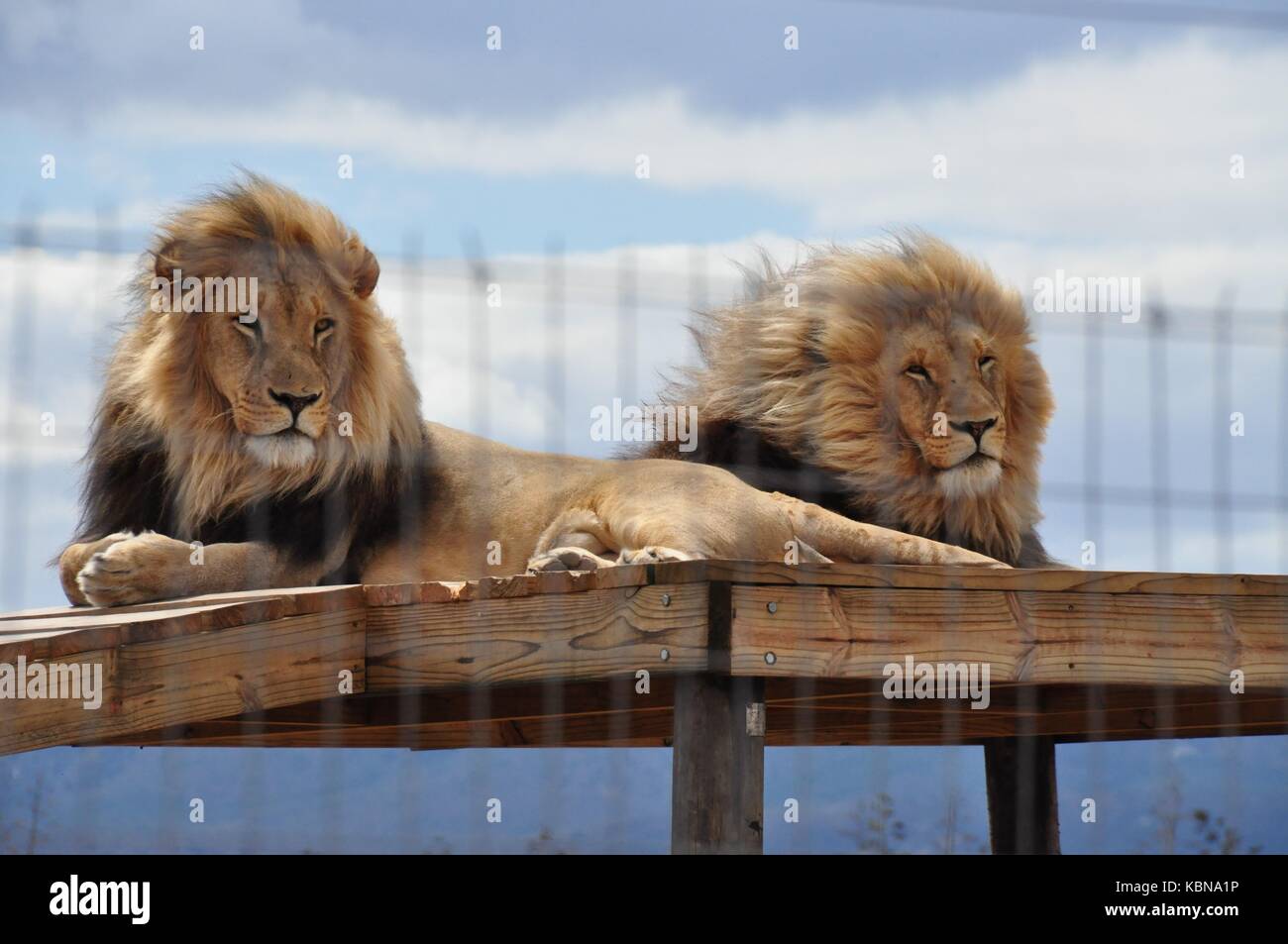 Due leoni maschio, liberato dalle conserve di industria di caccia Foto Stock