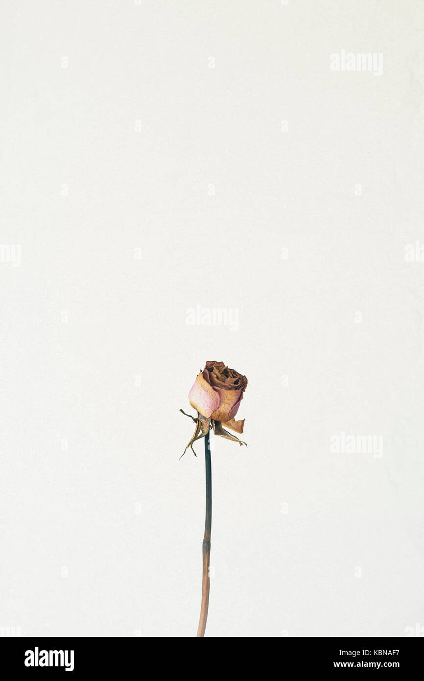 Un morente rose Foto Stock