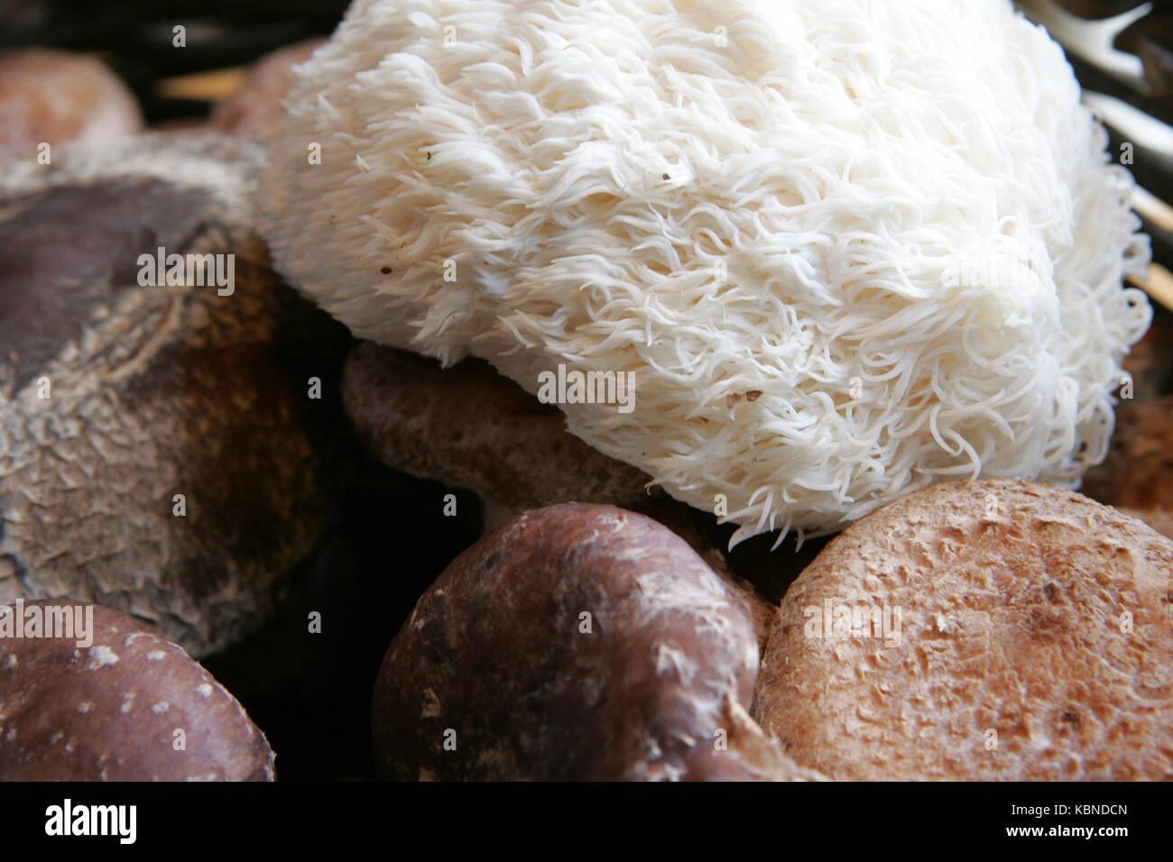 Vari tipi di funghi commestibili Foto Stock