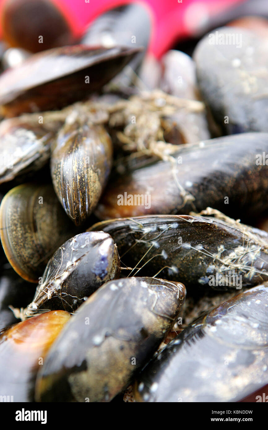 Le vongole raccolte sull isola di Skye Foto Stock