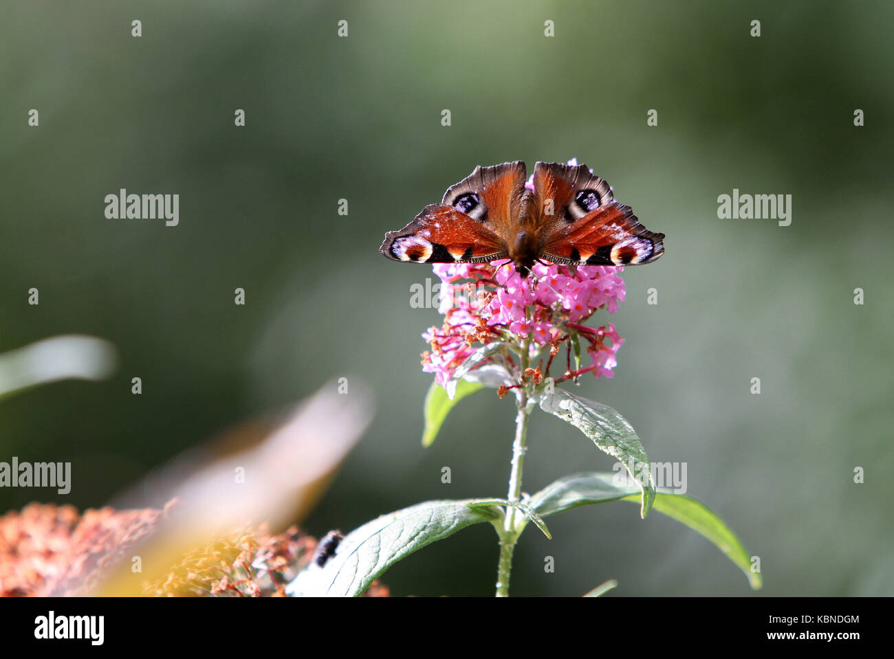 Dipinto di Lady butterfly su una boccola a farfalla (Buddlea) Foto Stock