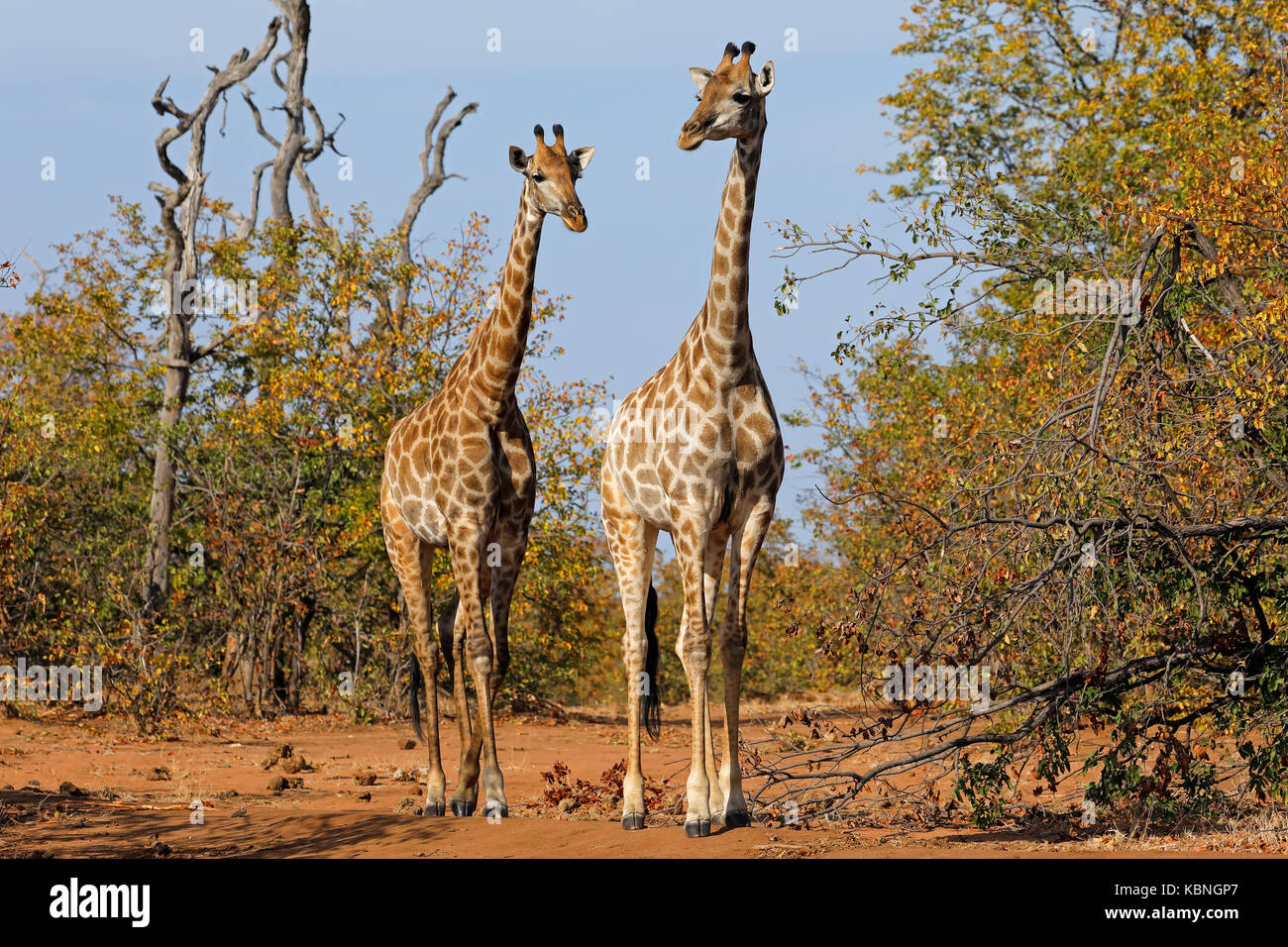 Giraffe (Giraffa camelopardalis) in habitat naturale, il Parco Nazionale Kruger, Sud Africa Foto Stock