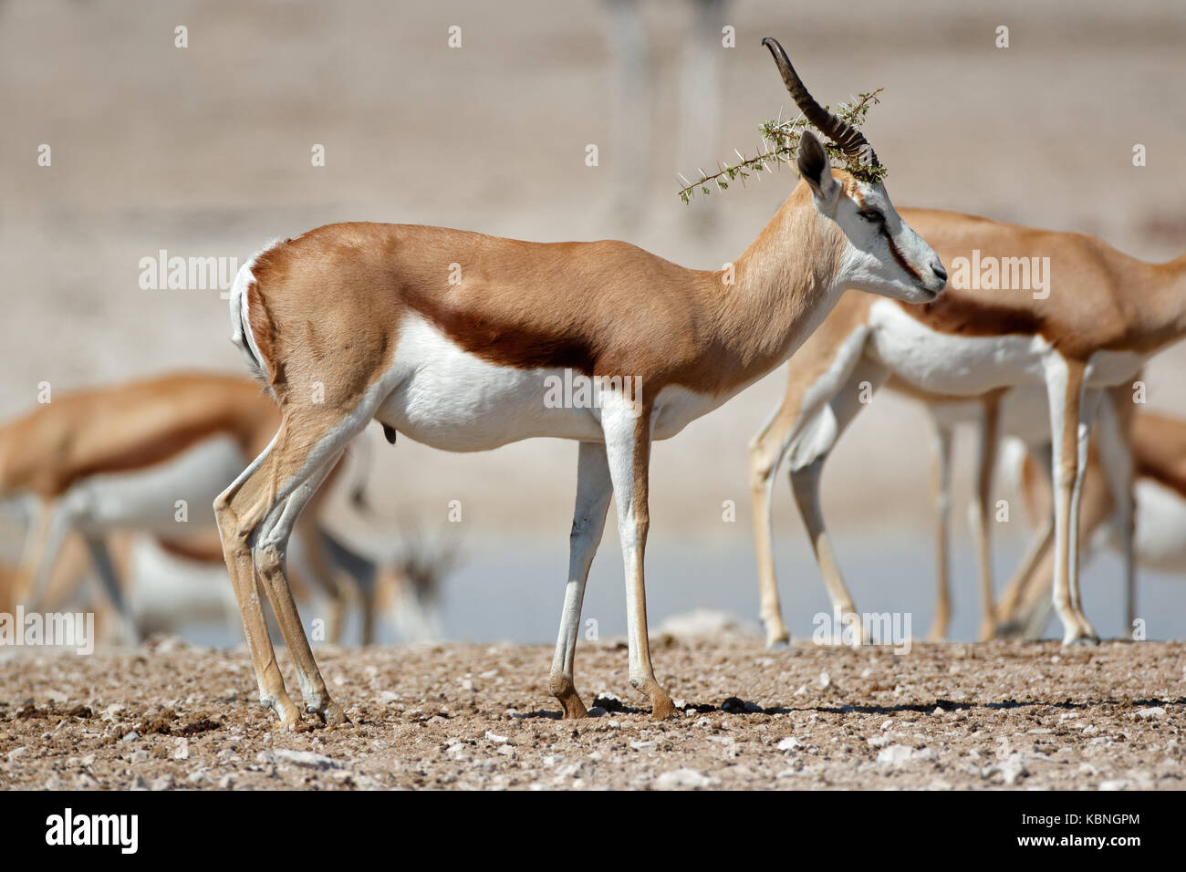 Springbok antilopi (Antidorcas marsupialis) in habitat naturale, il parco nazionale di Etosha, Namibia Foto Stock