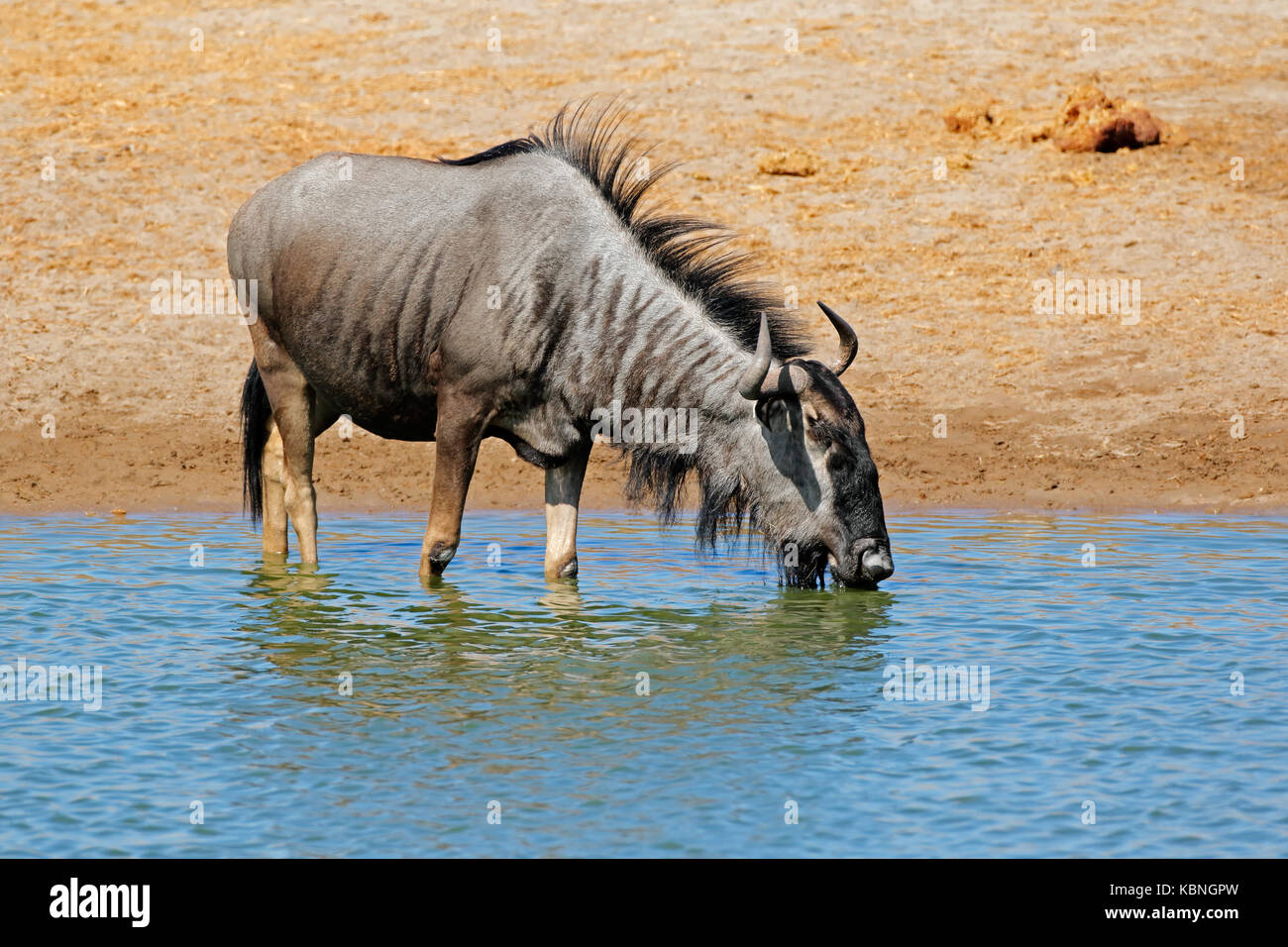 Un blu GNU (Connochaetes taurinus) acqua potabile, il Parco Nazionale di Etosha, Namibia Foto Stock