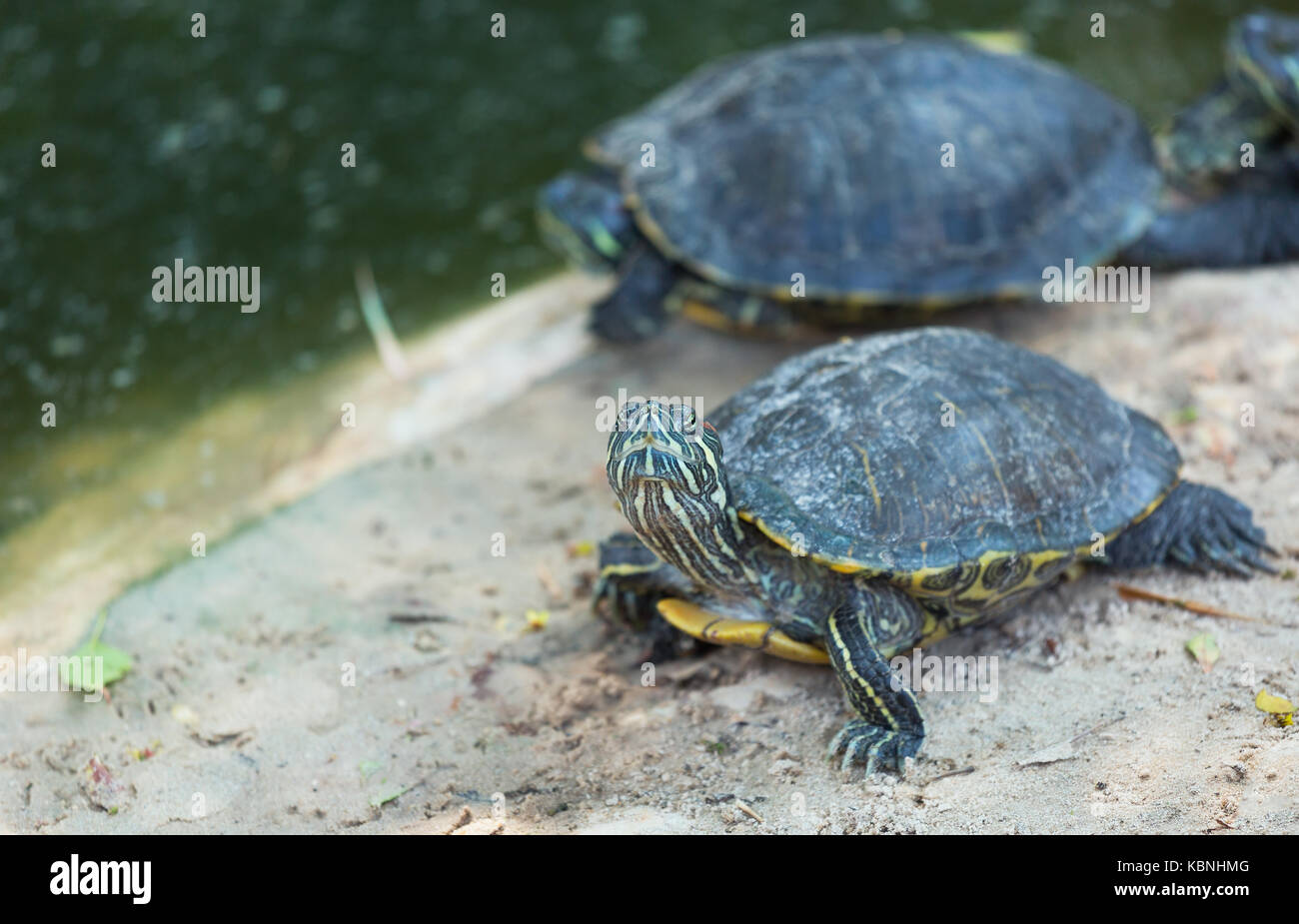 Piccola tartaruga verde closeup Foto Stock