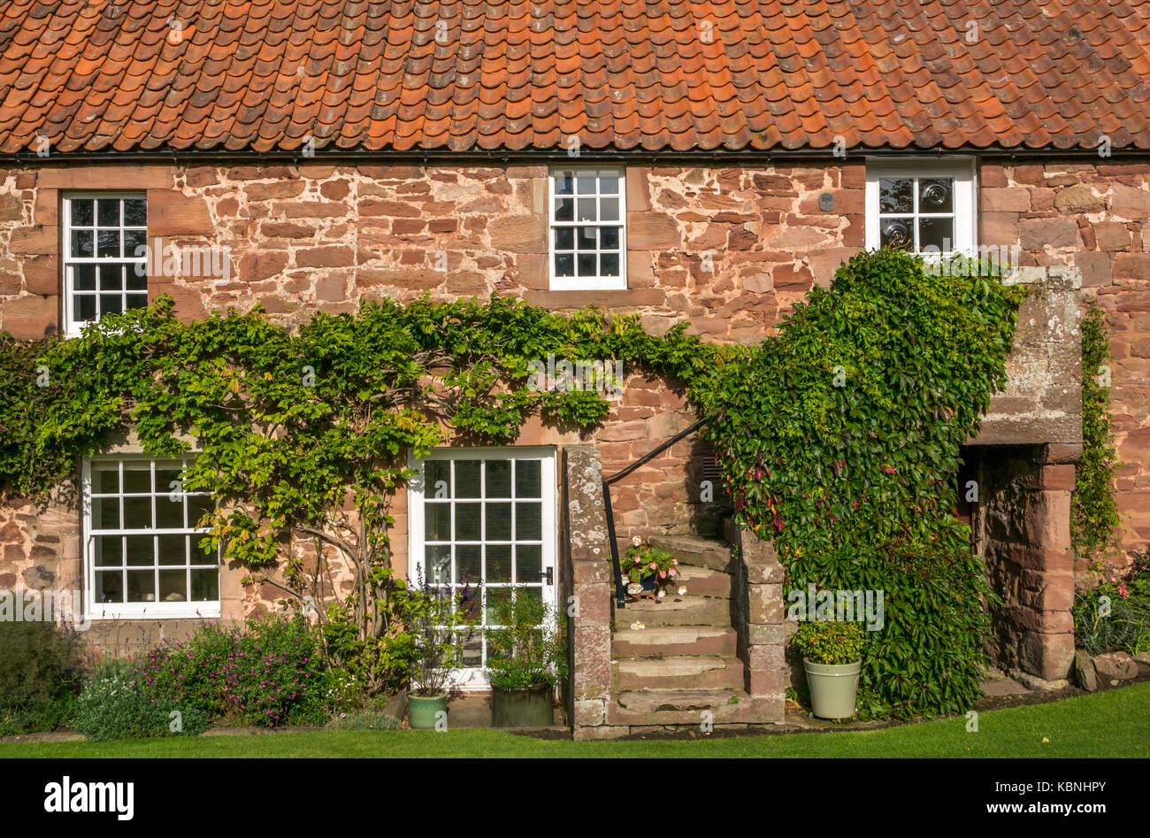 Tradizionale vecchio cottage in pietra rossa con tetto in tegole e viti in giornata di sole nel villaggio di Stenton, East Lothian, Scozia, Regno Unito Foto Stock