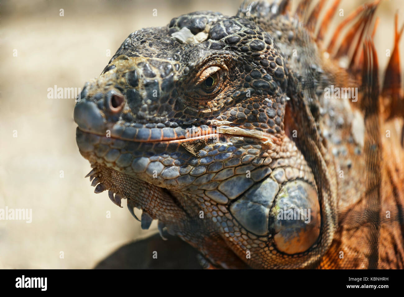Ritratto di un grande orange iguana .(Iguana iguana) closeup. Foto Stock