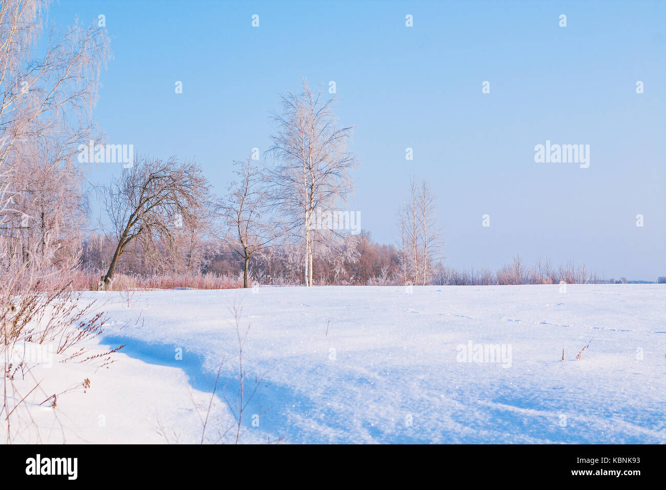 Paesaggio invernale con alberi in brina Foto Stock