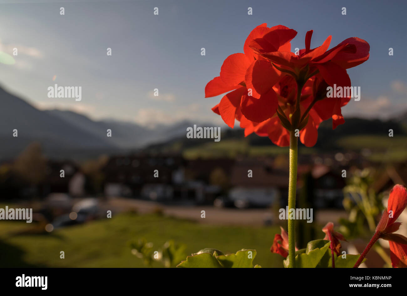 Un fiore rosso geranio, molto tipico della Baviera con montagne nel backround Foto Stock