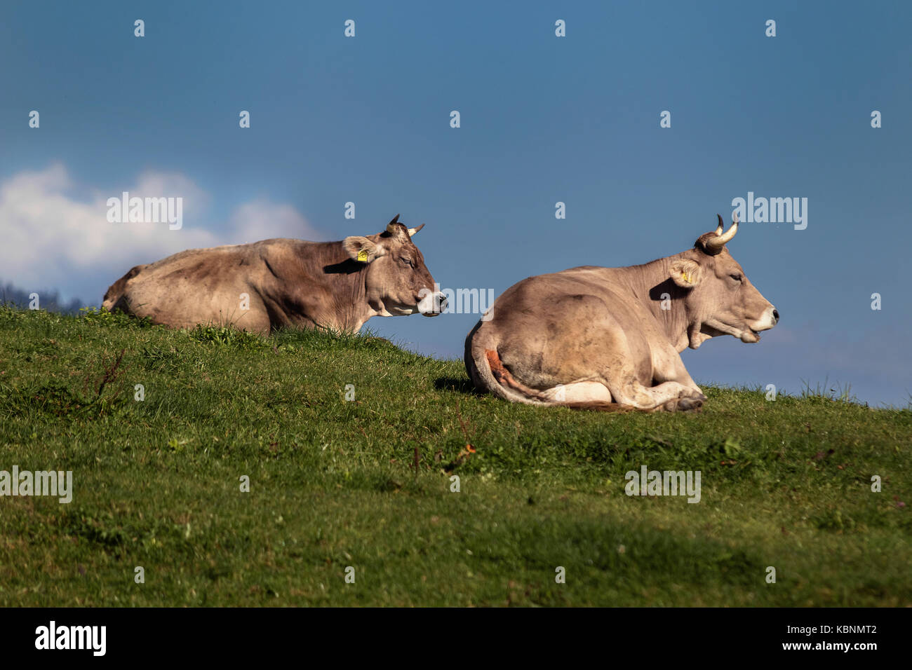 Una piccola collina in Baviera con mucche riposanti al sole di mezzogiorno Foto Stock