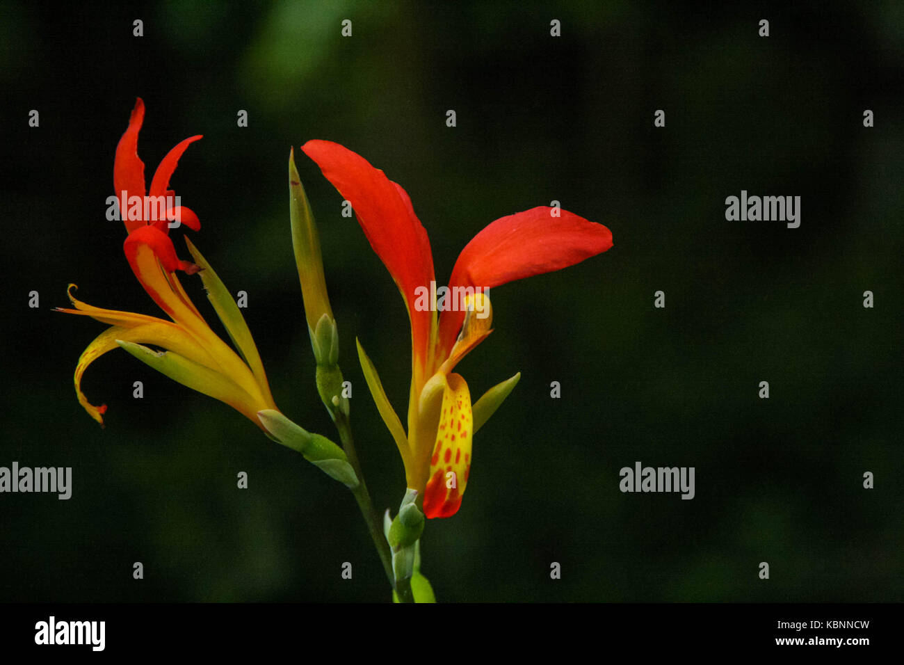 fiori selvatici Foto Stock