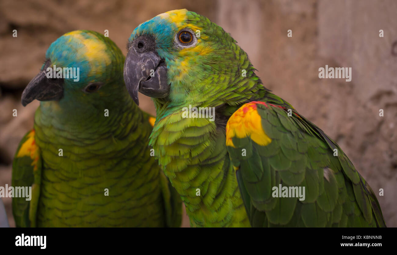Bella pappagalli macaw ritratto con sfondo sfocato Foto Stock